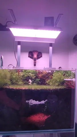 #foryourpage #aquascaping #kingpuffy #cave2 #fyp 