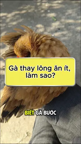 Gà thay lông ăn ít, làm sao?#channuoi #channuoiga #channuoihieuqua #greenfree #thaibio 