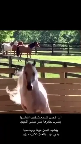#خيل_عربي_اصيل🐎#ابيات_وقصيد#اكسبلور#السعودية🇸🇦 