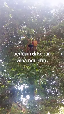 #panen buah sawo
