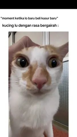 emang kek gitu kucing mahh #fyp #foryou #meme #cat #kucing 