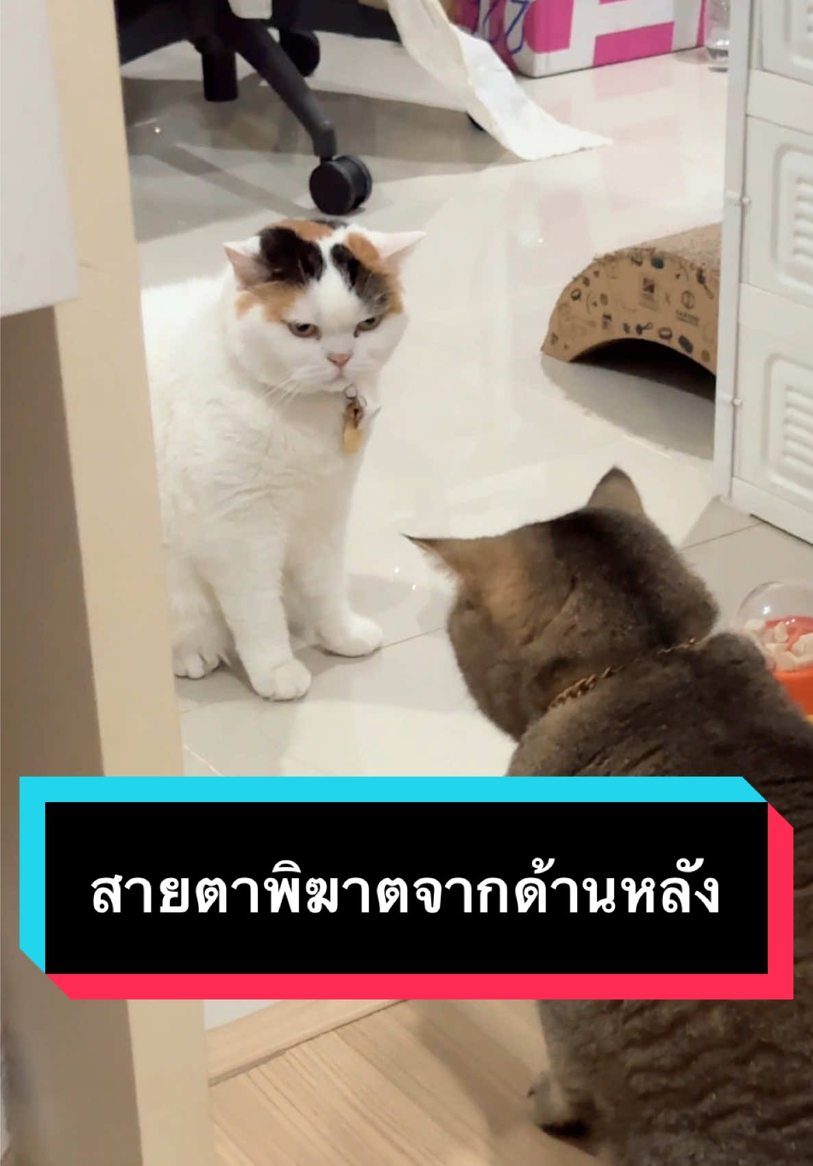 รู้สึกได้จากด้านหลัง 😱 #มูมินแมวเหนียง #มู้ดดี้แมวแสบ #แมวน่ารัก #แมวอ้วน #สวนสัตว์tiktok 