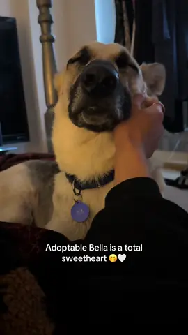 This sweet gal will be at our adoption event tomorrow! Want to learn more now? Read her profile on our website site 🏃‍♀️