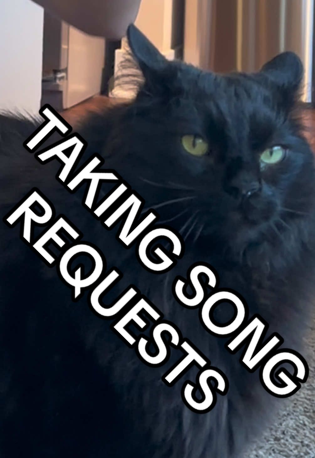 Taking song requests in the comments ⬇️ #catsoftiktok #fyp #funnycats #blackcat #20thcenturyfox 