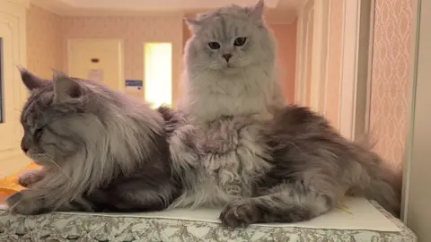 Mr. Nice checks out the new #CatSpa. This is a video I put out earlier this year.  Stay tuned for more! #xingzhilei #xingsworld #可愛い #kawaii #cats 