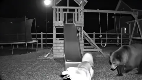 “When your backyard turns into the wildest playground 🐕🐻🌙😂” #GoldenRetriever #FunnyAnimals #NightCam #BackyardDrama #AnimalTok 