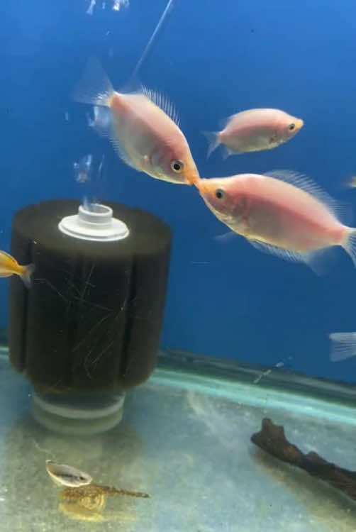 Interesting marine organisms.#cute #funnyvideos #fish 