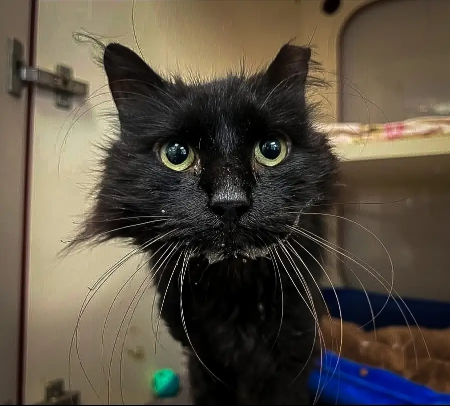 He needs a ride from Indianapolis to Gas City IN this Sunday please tag and share.  YOU ARE HIS LAST HOPE #Indianapolis #Indiana #transport #drive #fypviralシ 