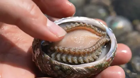 #ai #fyp #asmr #asmrsounds #asmrvideo #asmrtiktoks #abalone #aiasmr #nature #satisfying 