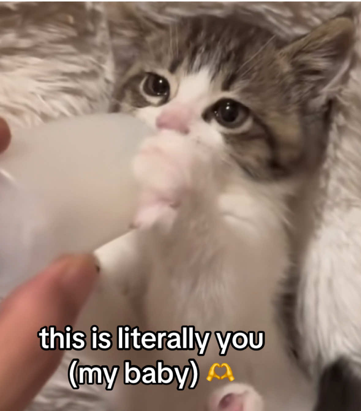 #fyp #cats #ilovemybf #foryou #viral 
