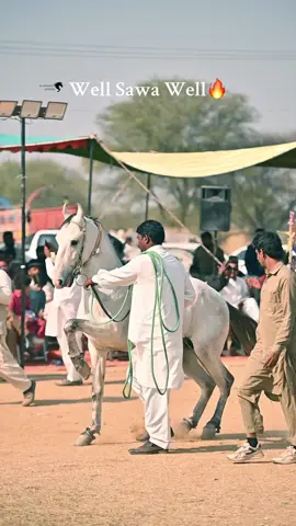 Well🔥 #tentpegging #horselover #mirzaubaid172 #foryoupage #equestrian 