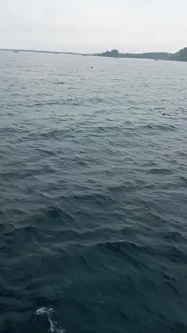 penampakan ikan tongkol dan paus pengasuh.