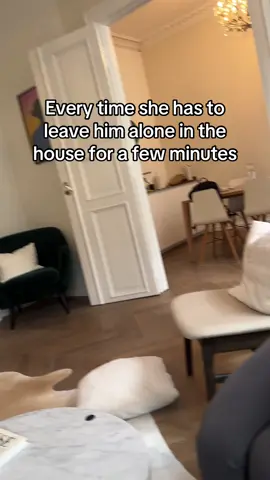 Home alone 🫡 #puglife #puglove #pawsome #pug #dogsoftiktok 