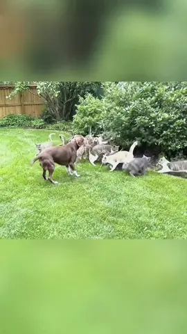 Try not to laugh 😂😂😂 #animals #dog #pet #haha #cat 