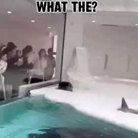 IM GIGGLING i wanted to do this audio so bad  #seal #sealtok #memeedit #imgonnagetyou #silly 