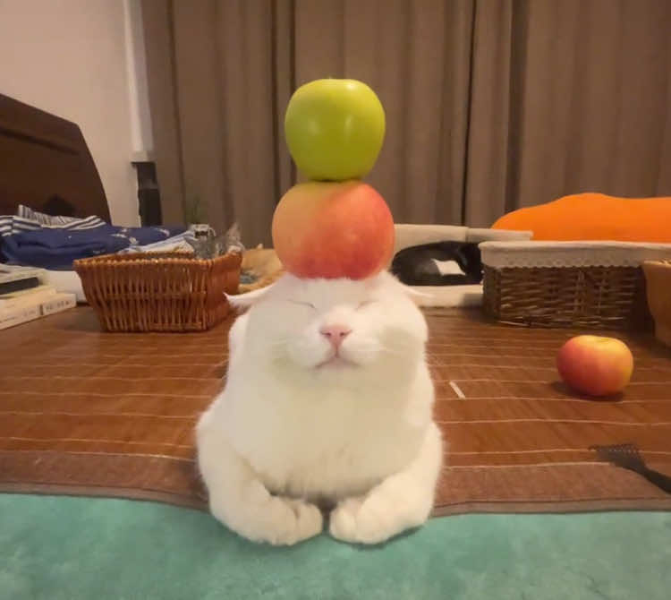 Apple brain pad, a full 10 seconds! #cat#healing#coaxing#hypnosis #goodnight 
