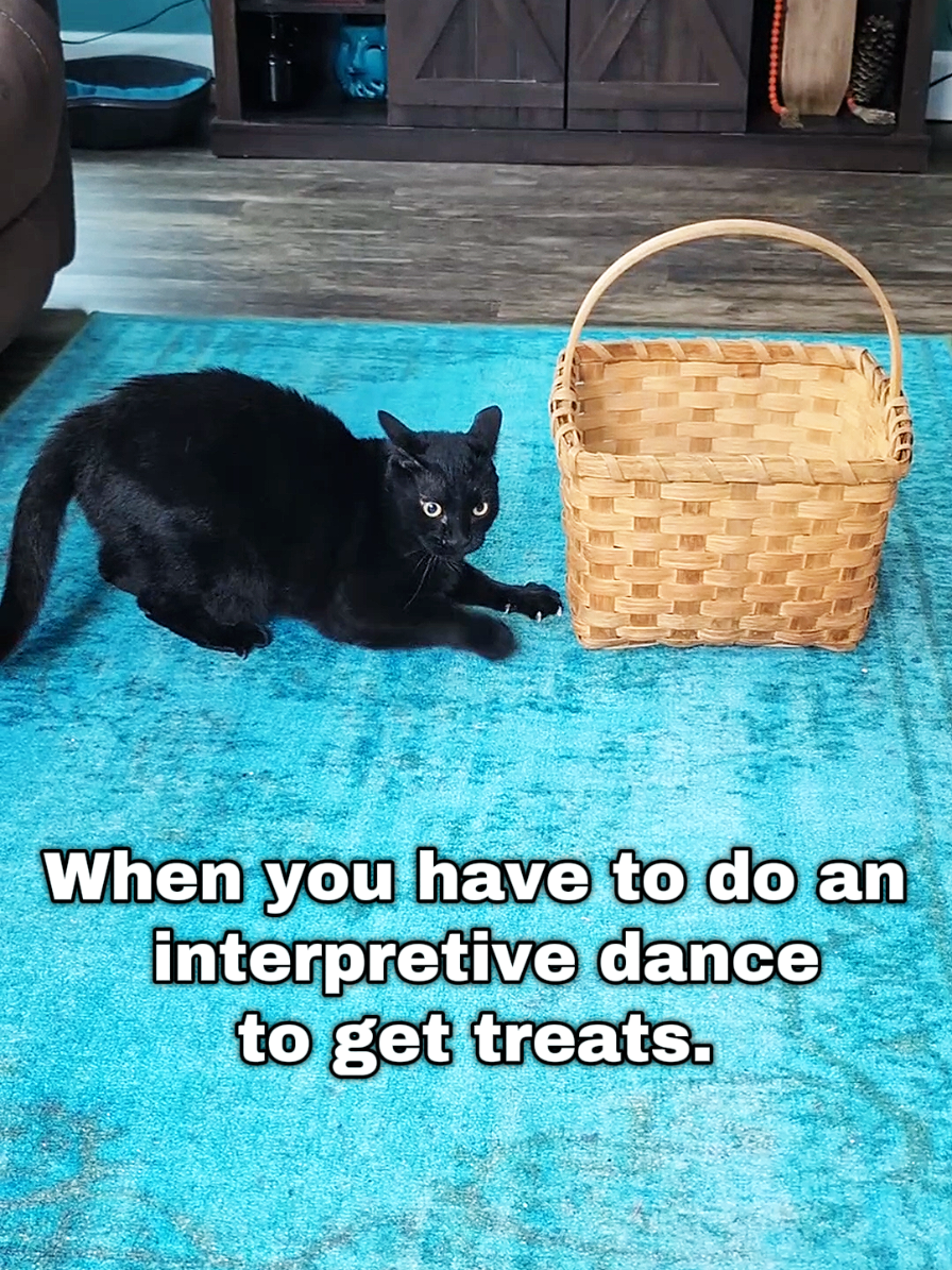 I don't need to tell you that I got all the treats. #blackcatsoftiktok #blackcats #cats #interpretivedance 