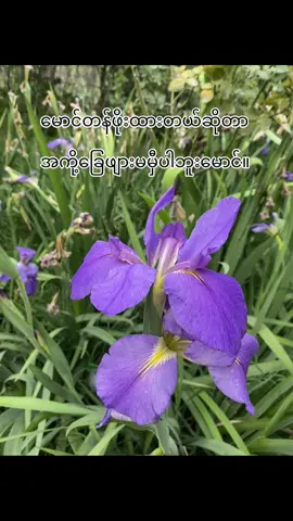 မောင့်ကိုချစ်ပေမဲ့အက်ို့ကိုရွေးမိမှာ #iris #fypシ゚ #trend #thankb4youdo 