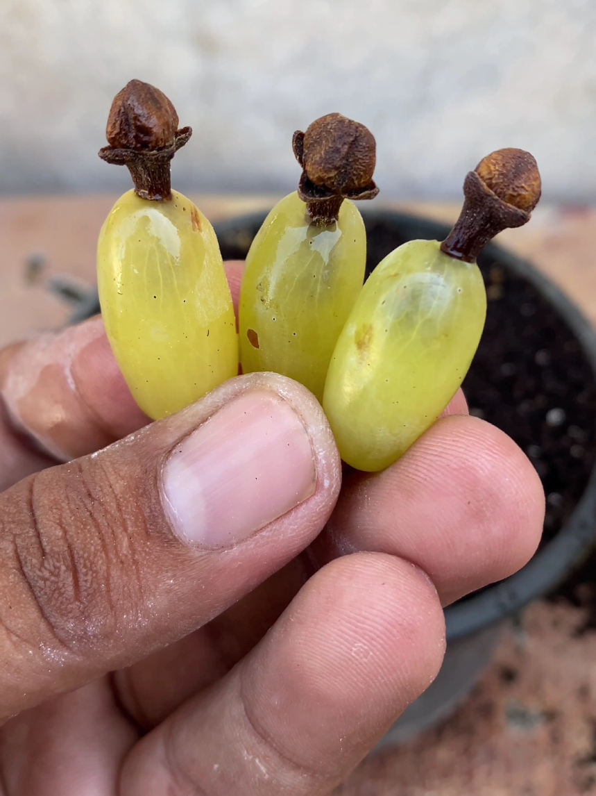 how to grow cloves at home #garden #viral #viralvideo #fyp #foryoupage 
