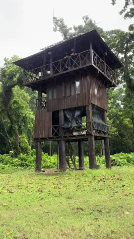 Enjoying monsoon in the nature 🌳 Tower night stay, Chitwan. #towernightstaychitwan #chitwannationalpark #monsoon #nature 