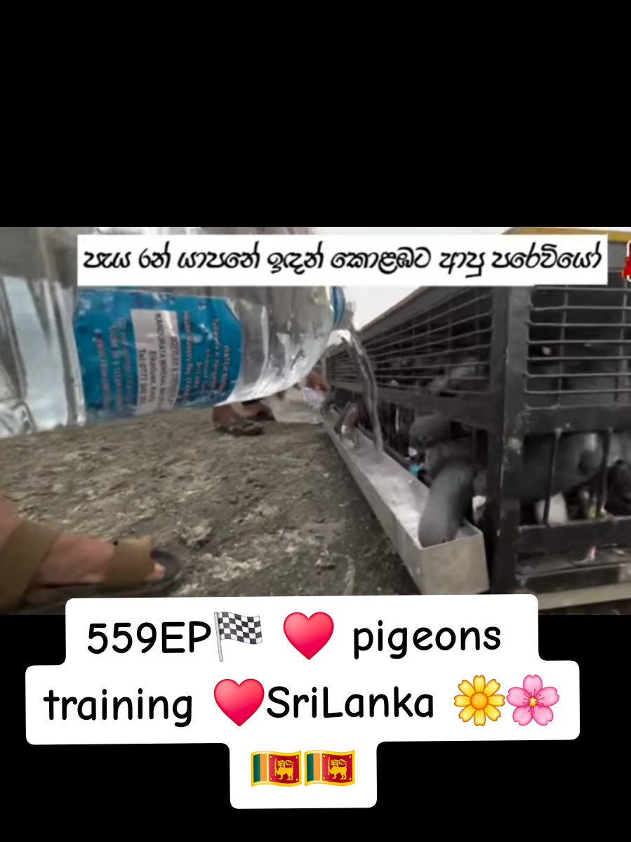 #559♥️🌸 racing🏁pigeons🚩 training#559♥️🌸🌼SriLanka #