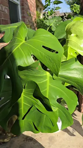 #plantok#monstera 
