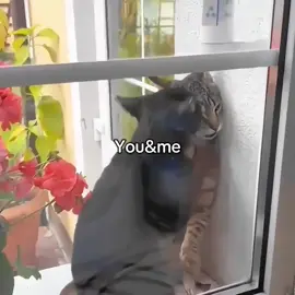 us?❤️‍🩹 #catsoftiktok #lovecat #loveyou #catlove #foryou 