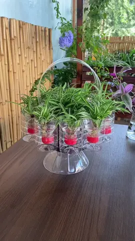 plastic bottle with spider plants #creatorsearchinsights #handmade #turnwasteintotreasure #homemadeflowerpot 