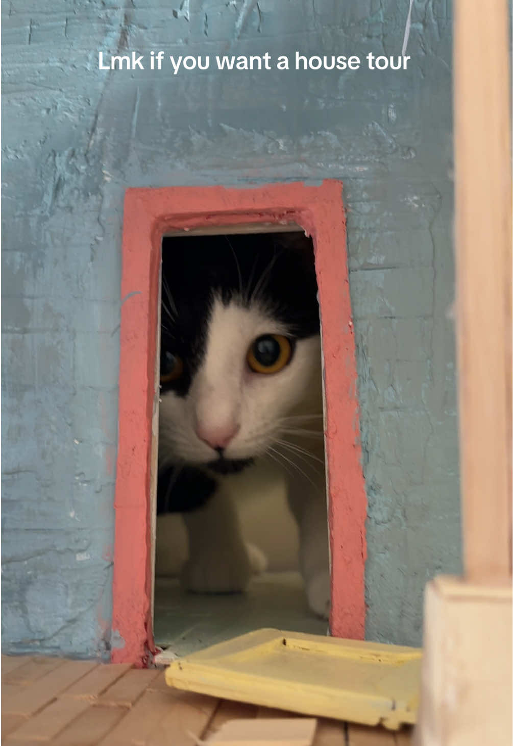 She hates my house :/ #dollhouse #kitten #diyproject #craft #chaos 