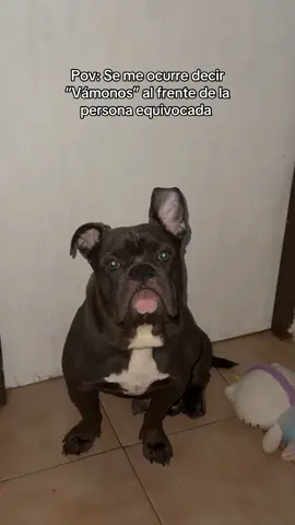 ig: apolo_adv 🥹.     #compartir #viral #fyp #puertorico #pet 