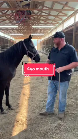 How to read equine teeth. 3yo shedding to be 4 and a 4yo mouth #equinedentist #equinedentistry #horse #horses #foryou 