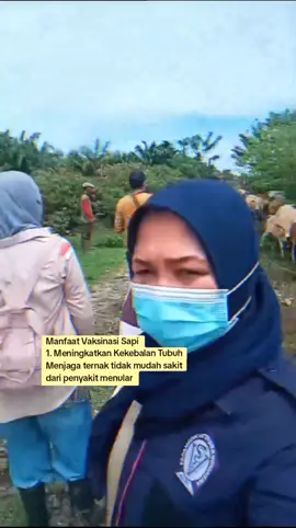 Vaksinasi Ternak Sapi #Peternakan  #DinasPertanian  #AcehBaratDaya  #PeternakSapi 