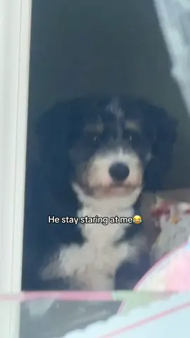 I love him though 😂thas my lil babyyy #dogsoftiktok #dogmom 
