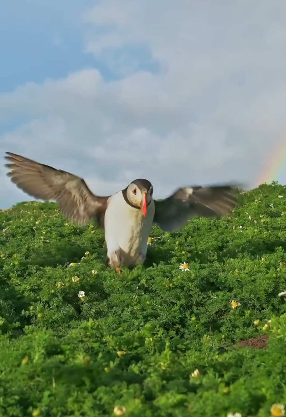 Land,sea and air——Atlantic Puffin.#atlanticpuffin #puffin 