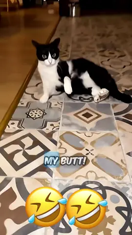 😂😅#catsoftiktok #dogsoftiktok #PetsOfTikTok #voiceover #funny 