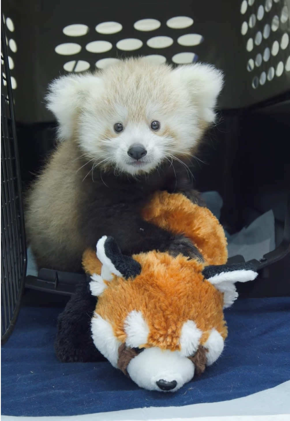 Our female red panda cub continues to grow, and with it comes some play time 😌 Red pandas are currently considered endangered in the wild by the International Union for Conservation of Nature, and the birth of this cub is an incredibly promising development in the Buffalo Zoo’s conservation mission. We remain committed to ensuring a future where wildlife thrives, and the hard work of our animal care and veterinary teams to hand-rear this incredible cub is a testament to that fact. Buffalo Zoo visitors can now say hello to the cub, as she will tentatively be on exhibit daily from 1:30-2:30 pm in our Ambassador Animal space near our gorilla exhibit. Viewing is not guaranteed and times may vary as she grows. #RedPanda #CuteAnimals #Animals #Buffalo #BuffaloZoo 