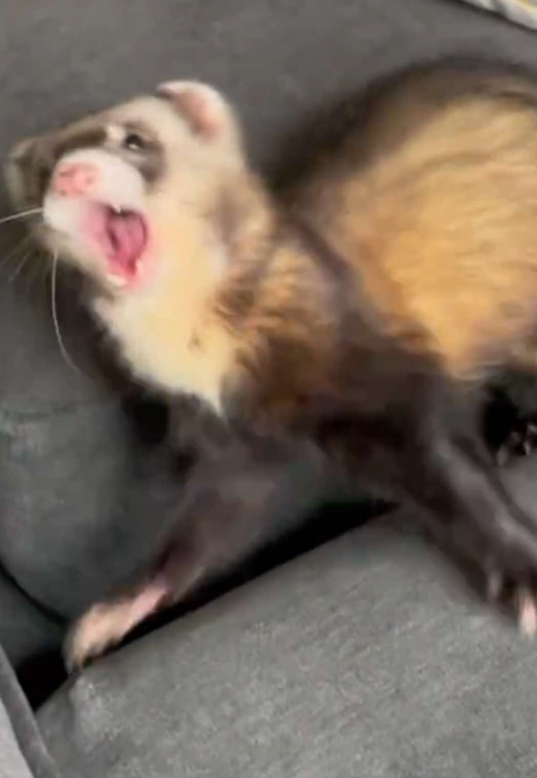When the beat kicks in 💃🔥🔥 #ferrets #ferretsoftiktok #ferretsareawesome #ferretvideos #ferretsrule 
