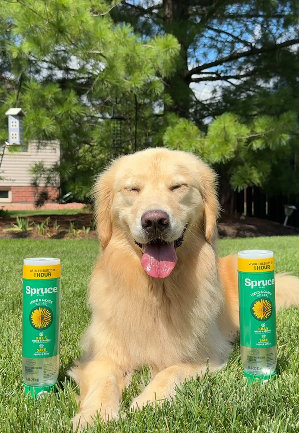 #Ad #SprucePartner Unwanted weeds were ruining the vibe of my luxurious getaway, but thanks to @Spruce, my vacation actually looks like a vacation. Safe for use around people, pets & bees (when used as directed)! Check the link in my bio to shop Spruce Weed & Grass Killer today!