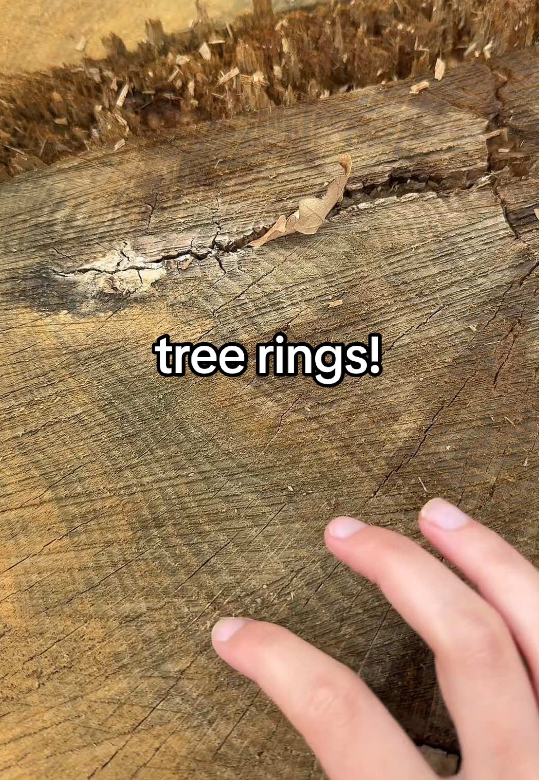 tree rings are so cool. farther apart rings indicate a less stressful year, usually a more wet year, and close together rings may indicate a stressful and dry year! go trees! #fyp #nature #Outdoors #Hiking #tree 