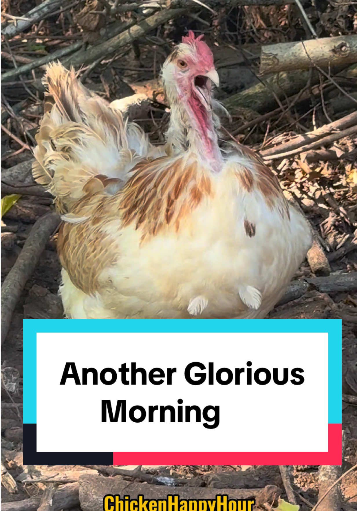 enough is enough, ready for sweata weatha #fallvibes #chickens #funny #chickenhappyhour  
