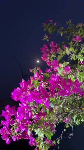 تیرے لمس میں وہ سکون ہے، جو لفظوں سے بیان نہیں ہو سکتا۔🕊️✨🦋💫#views #meh_alee #fypシ゚ #support_me #unfreezemyacount 