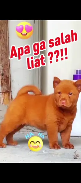 Cantik sekali 💃💃