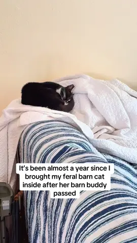 Cheers to three years of gaming a feral cat #feralcat #barncat #catrescue 