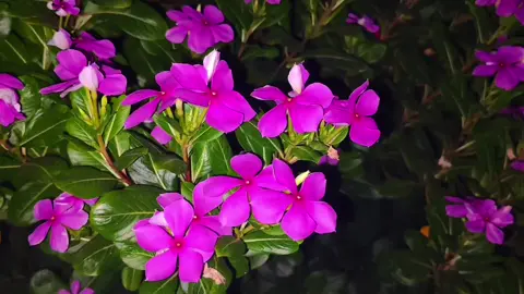 আমি আমার সবটা দিয়ে তোমাকে ভালোবাসবো..😇🌼 বিনিময়ে তুমি শুধু আমার হয়ে থেকো..💌💝 @Black girl🖤☘️  #honor200 ##foreyoupage #mdsoyaebsiddiki123 