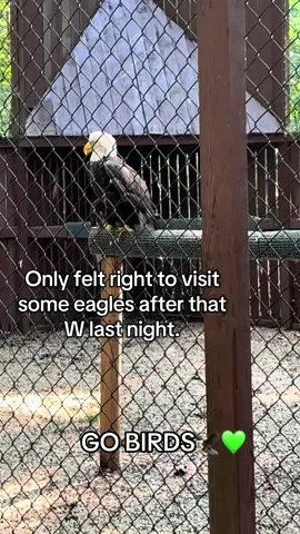 GO BIRDS!!!!! @Philadelphia Eagles #gobirds #eagles 