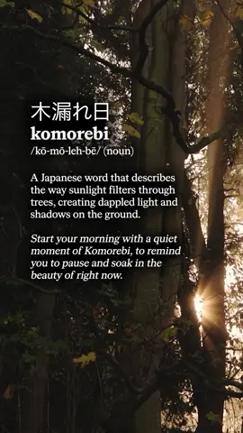 Sunlight filtering through trees. A reminder that beauty doesn’t ask for attention—it just shows up. #calm #komorebi #sunlight #naturetherapy #naturevibes  