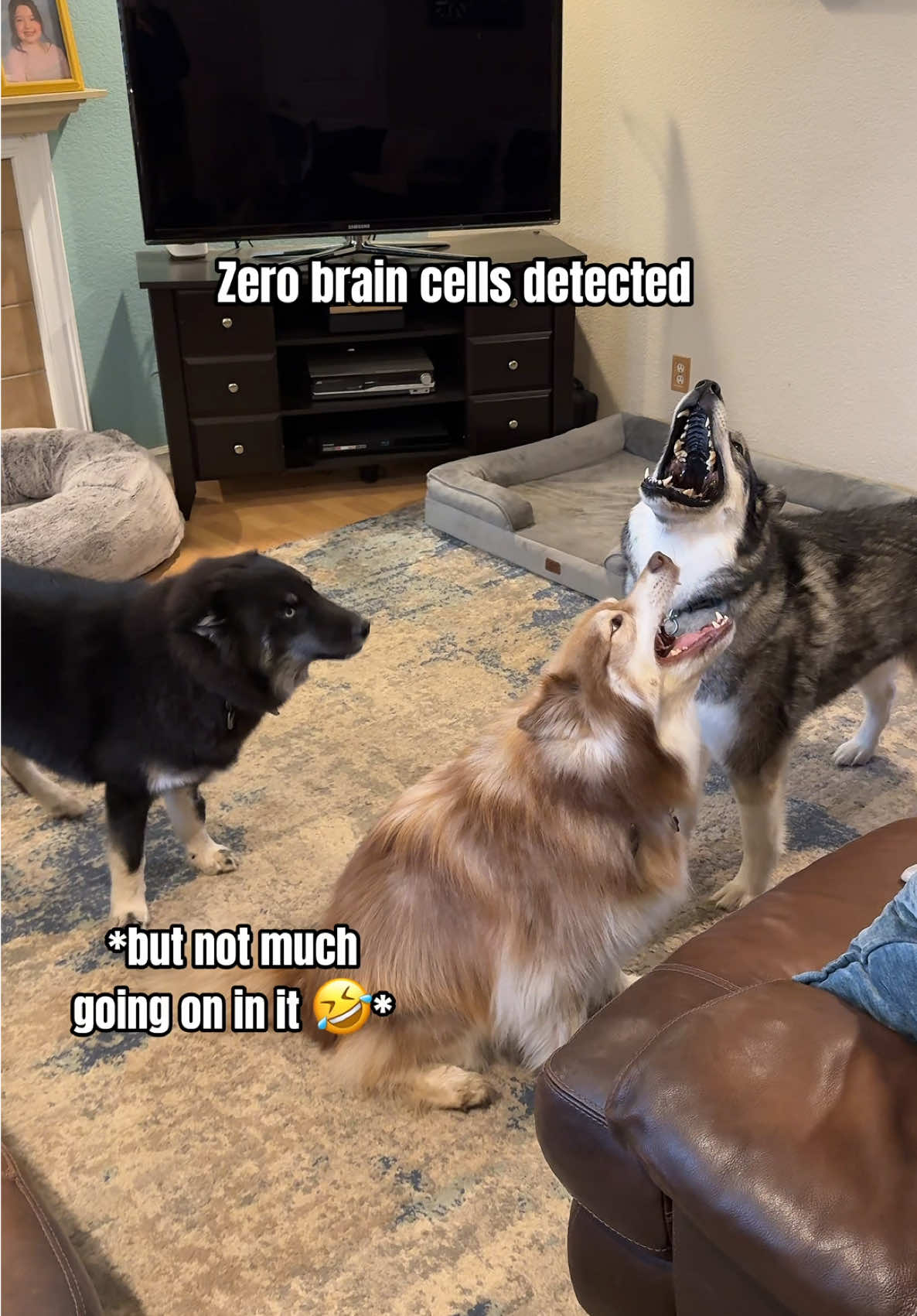 Kaito Can’t Catch A Break, Literally 💀❌🧠 #huskies #dogsoftiktok #doglovers #doglife #fyp