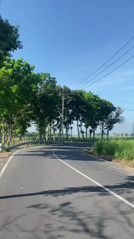 Mentahan sunmori di ladang tebu #mentahan #bahanstory #sunmori 