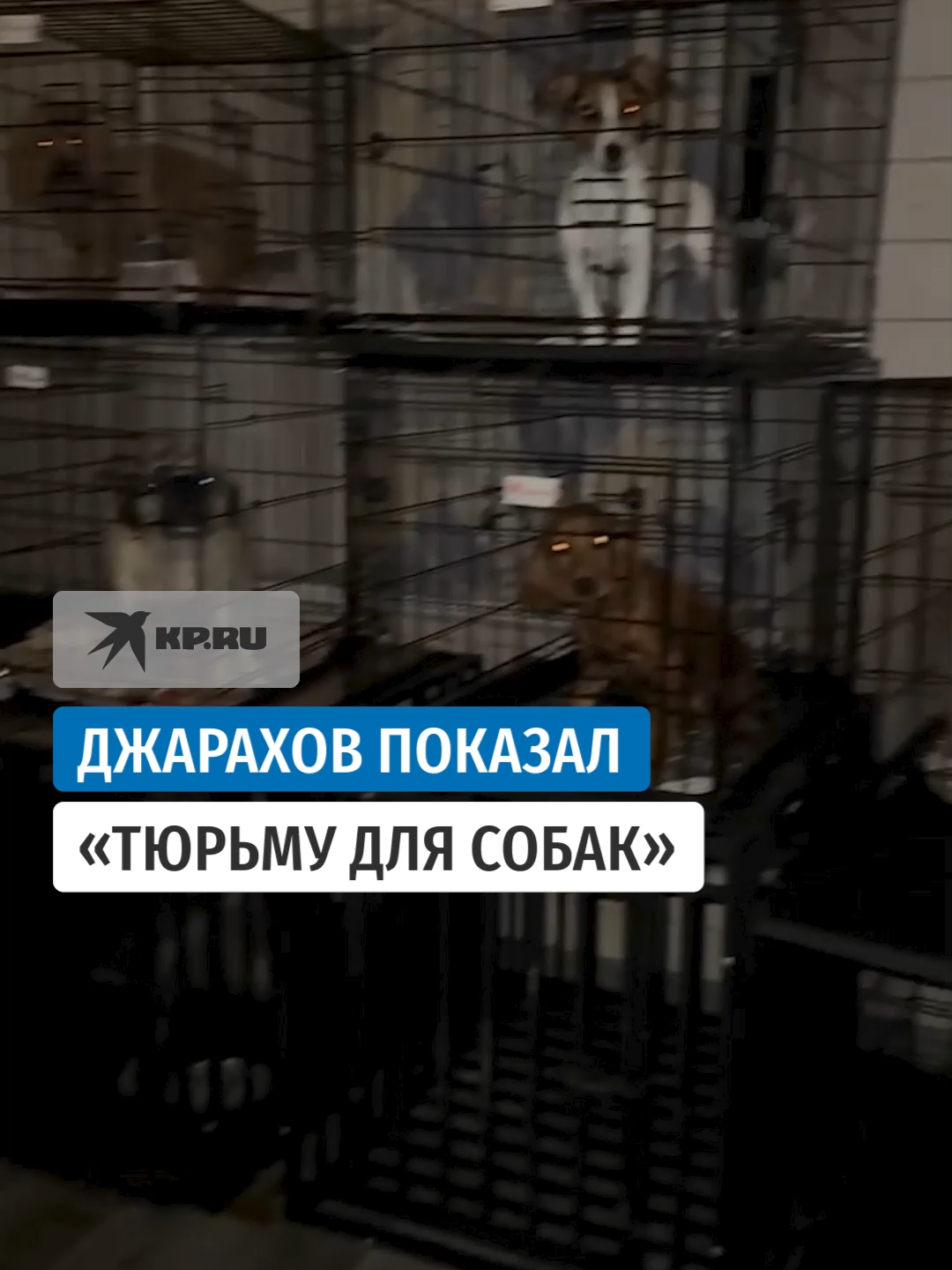 Шумиха вокруг приюта DogTown поднялась после рассказа о неподобающих условиях содержания животных блогером Эльдаром Джараховым. Он был хозяином одной из собак, содержавшейся в заведении. Артист опубликовал кадры из питомника на которых видно, что животные содержатся в тесных клетках, где большие псы не могут даже повернуться.  А экс-сотрудница передержки рассказала СМИ, что она видела, как питомцев, которые часто лаяли, били#джарахов#DogTown  #собаки #животные  #спасли #спасение #эльдарджарахов