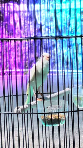 nom nom an perjaka 🤏 #kenarigacor #canary #kenarimania #af #afs 